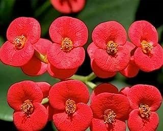 Euphorbia Flower | Euphorbia Plant