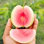 Red Diamond Guava Fruit | Red Diamond Guava Plant