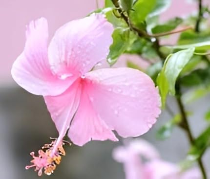 Pink Hibiscus Flower | Pink Hibiscus Plant