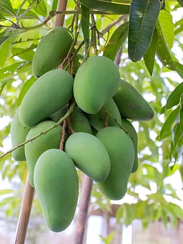 Amrapali Mango Fruit | Amrapali Mango Plant