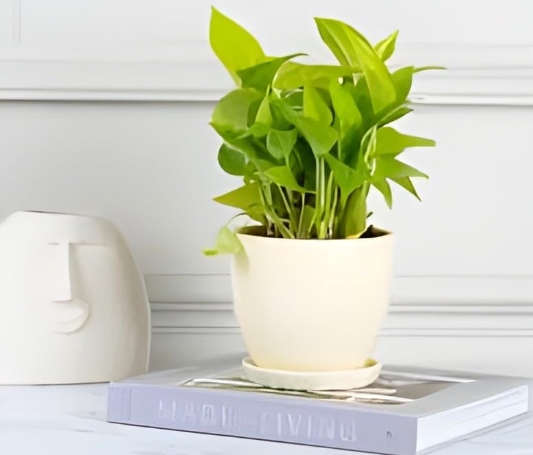 Golden Money Plant | Money Plant