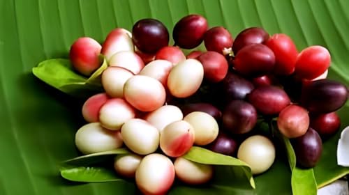 Natal Plum Fruit (Karanda) | Natal Plum Plant