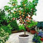 Apricot Fruit | Apricot Plant