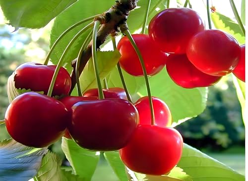 Barbados Cherry Fruit | Barbados Cherry Plant