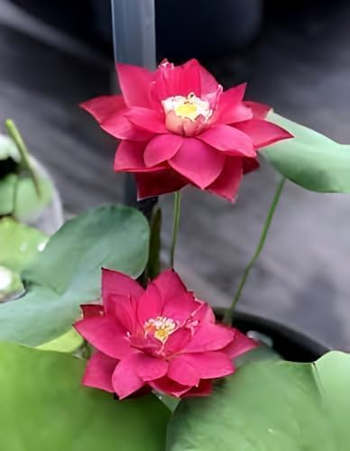 Red Water Lily | Red Water Lily Plant