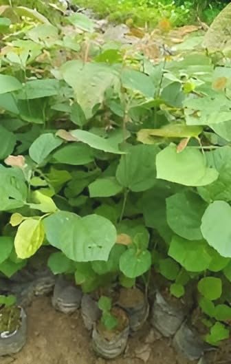 Thai Phalsa Fruit | Thai Phalsa Plant