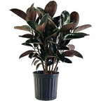 Rubber Plant | Ficus Rubber Plant