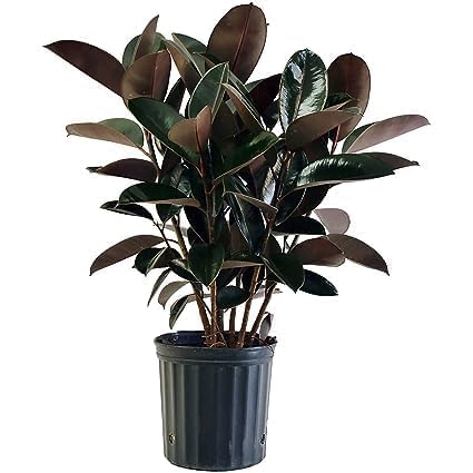 Rubber Plant | Ficus Rubber Plant