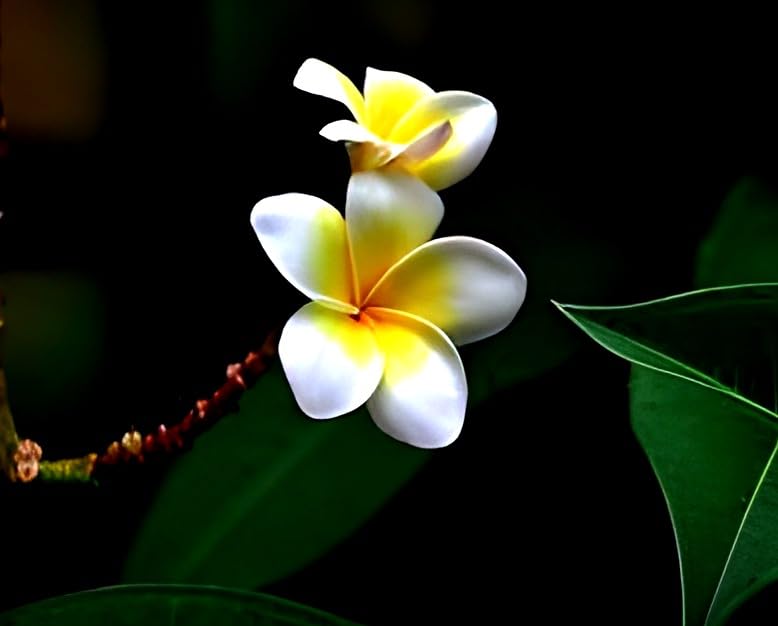 Champa Flower | Plumeria Plant