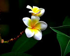 Champa Flower | Plumeria Plant