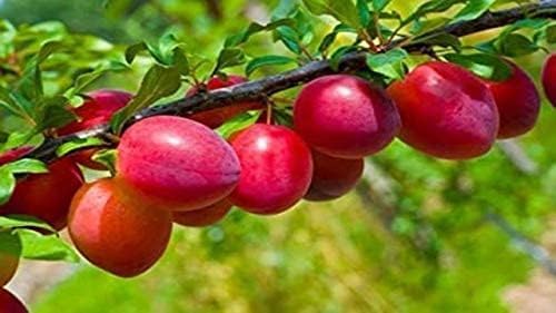 Plum Fruit | Plum Plant