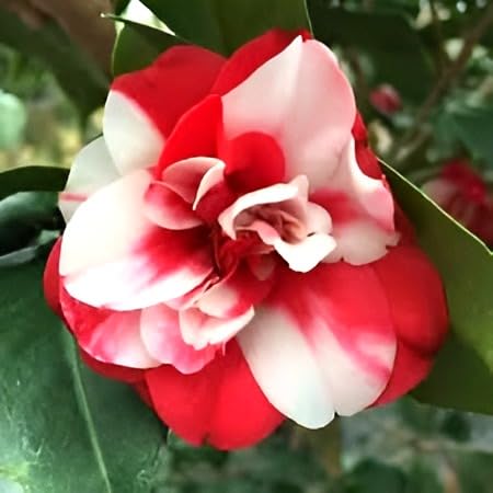 Camellia Flower | Camellia Plant