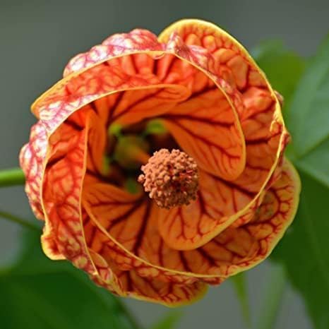 Hibiscus Lanthana Flower | Hibiscus Lanthana Plant