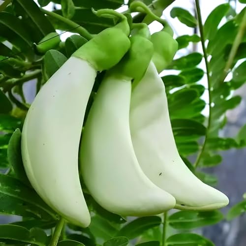 Sesbania Bok Phool Flower | Spinach Agathi Keerai Plant