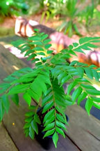 Curry Leaf (Kadi Patta) | Curry Leaf Plant