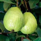 Green Guava Fruit | Green Guava Plant