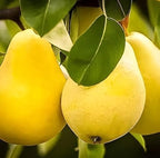 Pear Fruit | Pear Plant
