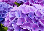 Hydrangea Flower  (Dark Purple Colour) | Hydrangea Plant