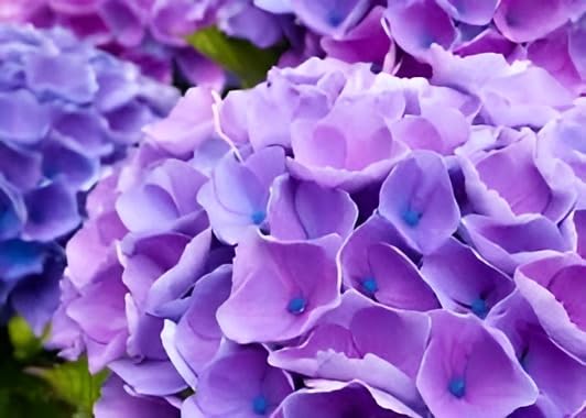 Hydrangea Flower  (Dark Purple Colour) | Hydrangea Plant