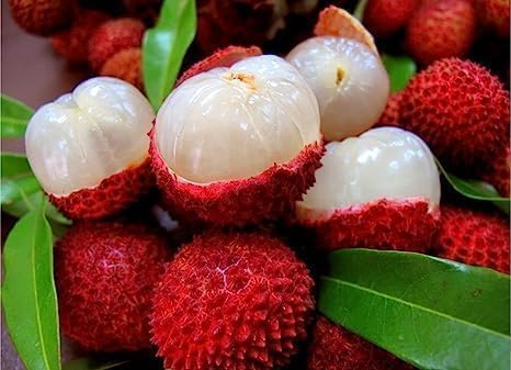 Lychee Fruit | Lychee Plant