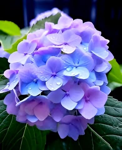 Hydrangea Flower  (Dark Purple Colour) | Hydrangea Plant