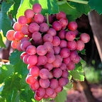 Seedless Red Grape Fruit | Red Grape Plant