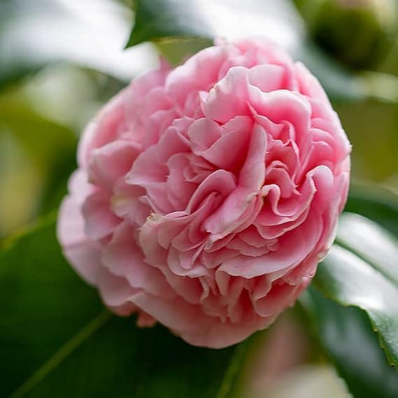 Pink Camellia Flower | Pink Camellia Plant