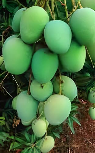 Panduri Mango Fruit | Panduri Mango Plant