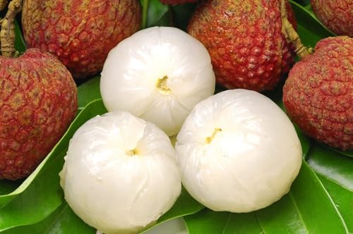 Lychee Fruit | Lychee Plant