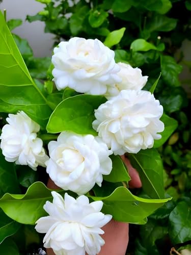 Jasmine Flower (Mogra) | Jasmine Plant