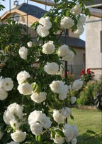 White Rose Flower | White Rose Plant