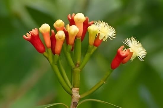 Clove | Clove Plant