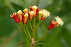 Clove | Clove Plant