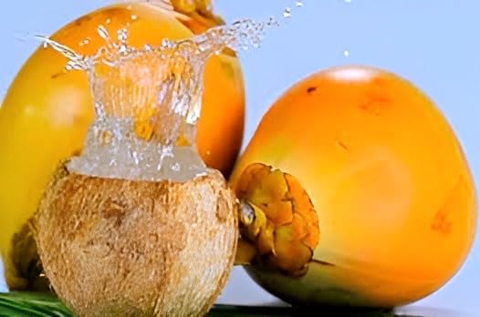 Dwarf Red Coconut Fruit | Dwarf Red Coconut Plant