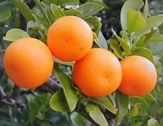 Chinese Bush Orange Fruit | Chinese Bush Orange Plant