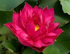 Red Water Lily | Red Water Lily Plant