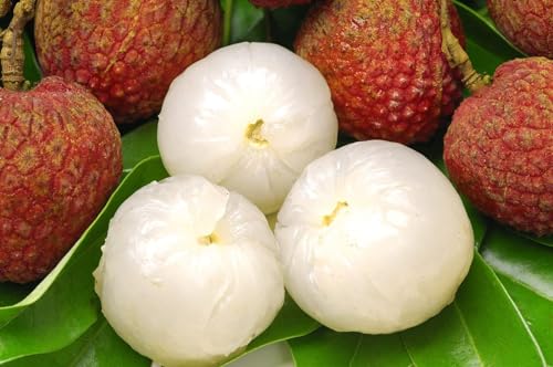 Bombay Lychee Fruit |Lychee Plant