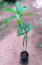 Panduri Mango Fruit | Panduri Mango Plant
