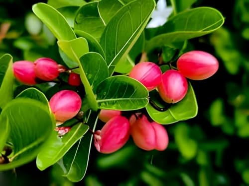 Natal Plum Fruit (Karanda) | Natal Plum Plant