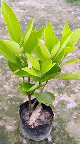 Pomelo Fruit | Pomelo Plant