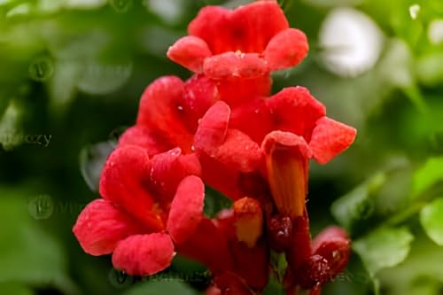 Red Tecome Flower | Red Tecome Plant