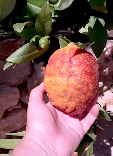 Red Lemon Fruit | Red Lemon Plant