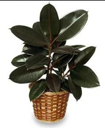 Rubber Plant | Ficus Rubber Plant