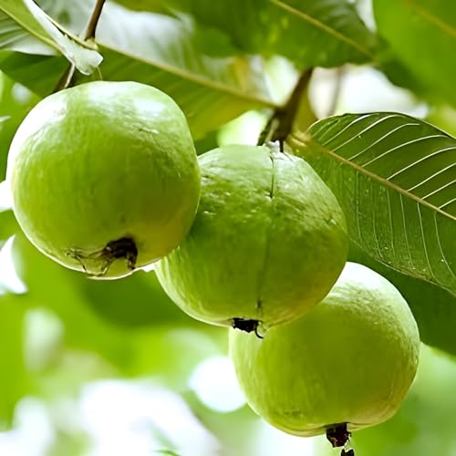 Green Guava Fruit | Green Guava Plant