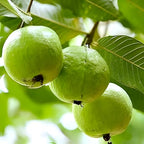 Green Guava Fruit | Green Guava Plant