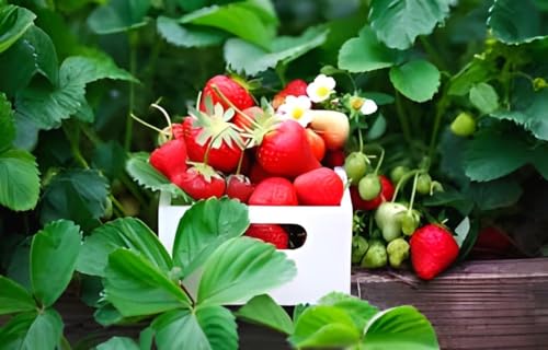 Strawberry Fruit | Strawberry Plant