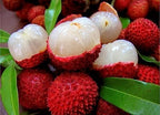 Bombay Lychee Fruit |Lychee Plant