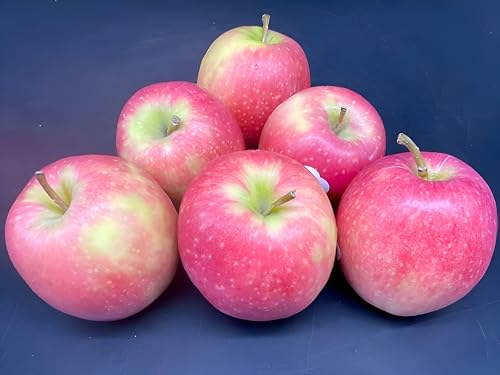 Heirloom Apple Fruit | Heirloom Apple Plant