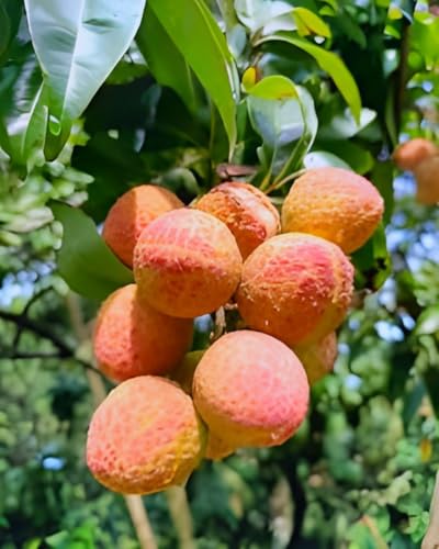Lychee Fruit | Lychee Plant