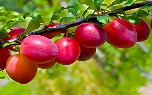 Plum Fruit (Aloo-Bukhara) | Plum Plant